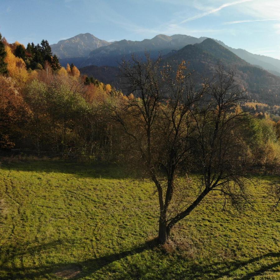 Cabana Vanatorului Rîşnov Dış mekan fotoğraf