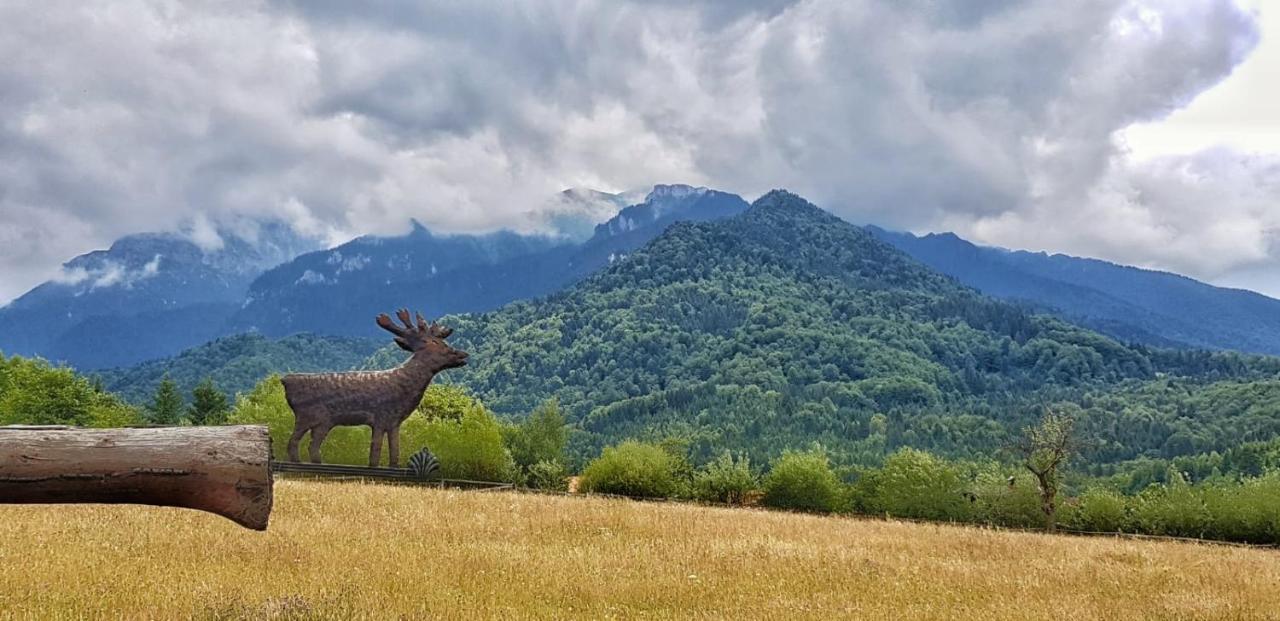 Cabana Vanatorului Rîşnov Dış mekan fotoğraf